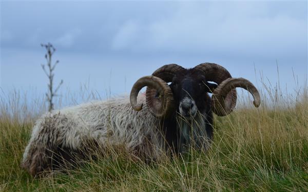 E-Pottok - Bélier manex tête noire1-min