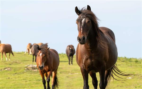 Randonnée À la rencontre des pottoks